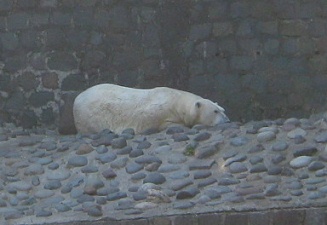 Polarb�r in seiner Ecke, Nahaufnahme