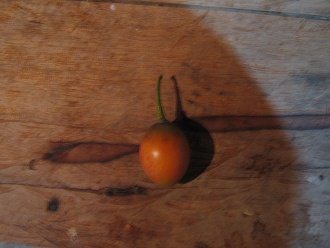 Frucht