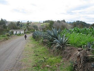 Cabuya 01