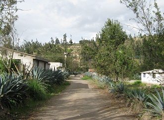 Cabuya als Zaun