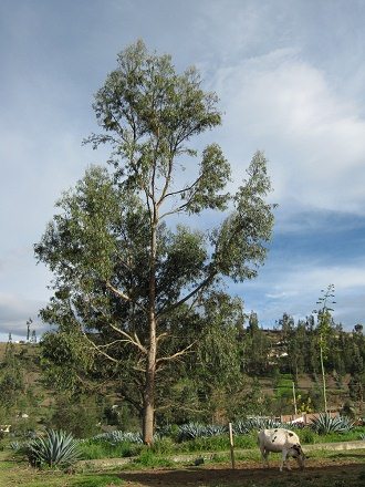 Kuh am Pflock mit Eukalyptus im
                          Hintergrund