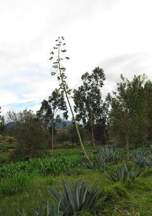 Cabuya (Furcraea andina) mit Stielbl�te
                          oder Stammbl�te