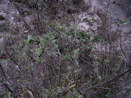 Romerillo mit Pfefferminzduft