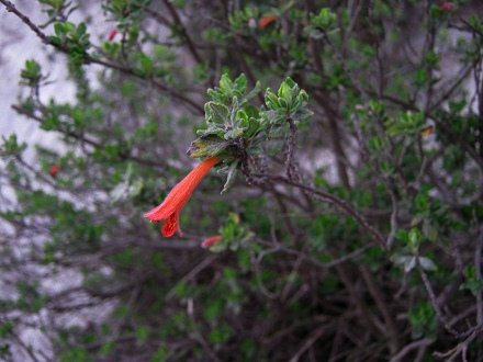 Romerillo mit Pfefferminzduft, Bl�te
