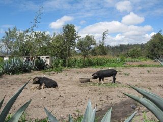 Schweine am Pflock 04
