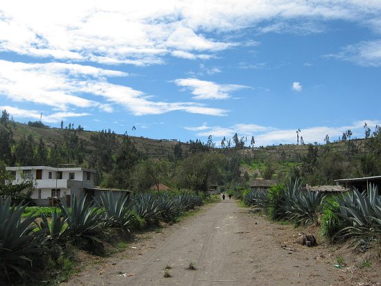 Feldweg mit Cabuya