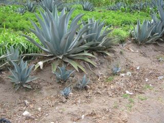 Grosse Cabuya am Feldrand