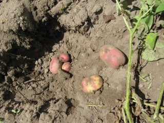 Kartoffeln 02