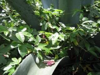Strauch "Taxo"
                                    (ketschua: taugsu), Bl�tter