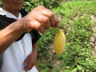 Jos� zeigt eine gelbe Frucht des
                                  Taxo-Strauchs (Curuba)