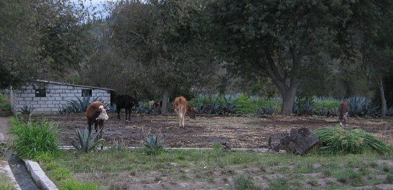 Kleiner Hof mit Kanalsystem, K�he und Esel
                        am Pflock, Nahaufnahme