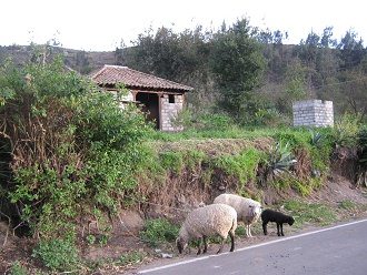 Ovejas al poste