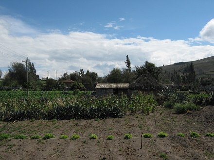 Maisfeld mit Cabuya