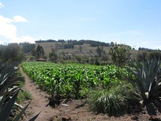 Maisfeld mit Cabuya