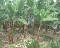 Panamericana in S�d-Ecuador zwischen
                          Huaquillas und Guayaquil, Bananenplantage
                          (03)