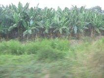 Panamericana in S�d-Ecuador zwischen
                          Huaquillas und Guayaquil, Bananenplantage
                          (01)