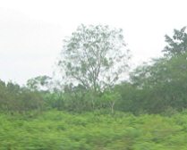 Panamericana in S�d-Ecuador zwischen
                          Huaquillas und Guayaquil, Kaffeeplantage