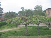Panamericana in S�d-Ecuador zwischen
                          Huaquillas und Guayaquil, Dorfdurchfahrt,
                          Baumgruppe