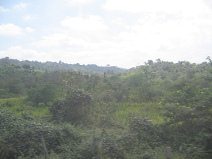 Panamericana en Ecuador del Sur entre
                          Huaquillas y Guayaquil, prado con selva con
                          cerros de la selva (02)