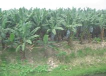 Panamericana en Ecuador del Sur entre
                          Huaquillas y Guayaquil, plantaci�n de bananas
                          (bananos, pl�tanos) (02)