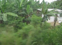Panamericana en Ecuador del Sur entre
                          Huaquillas y Guayaquil, casa en plantaci�n de
                          banano (01)
