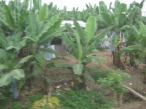 Panamericana en Ecuador del Sur entre
                          Huaquillas y Guayaquil, casa en plantaci�n de
                          banano (02)