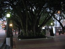 Guayaquil, malec�n 2000, grupo de plantas
                        con plantas de la jungla