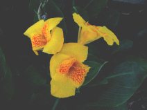 Guayaquil, malec�n 2000, flor
                                  amarilla