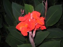 Guayaquil, malec�n 2000, flor
                                  roja