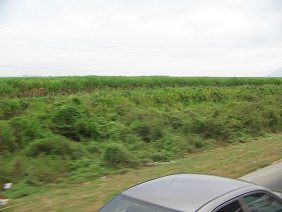 Plantaci�n de bananos (bananas, pl�tanos)
                          entre Pedro Montero y Puerto Inca (carretera
                          nacional no. 25)