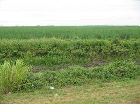 Plantaci�n de ca�a de az�car entre Pedro
                          Montero y Puerto Inca (carretera nacional no.
                          25)