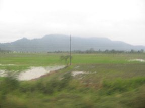 Arrozal con monta�as de la selva entre
                          Gral. Pedro Montero y Puerto Inca