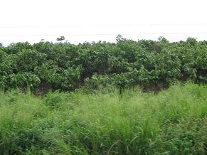 Plantaci�n de caf� entre Puerto Inca y
                          Naranjal