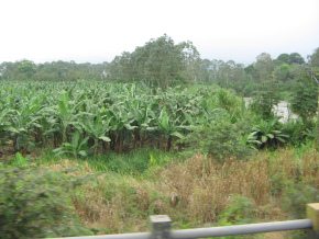 Naranjal-Machala: plantaci�n de bananos
                          (carretera nacional no. 25)