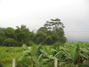 Naranjal-Machala, plantaci�n con
                          bosquecillo al fondo
