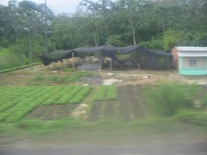 Naranjal-Machala, casa azul de plantaci�n
                          con cobertizo