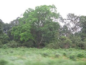 Naranjal-Machala, figura de
                                    �rbol (01)