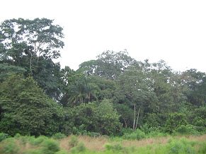 Naranjal-Machala, figura de
                                    �rbol (02)