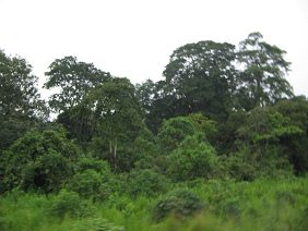 Naranjal-Machala, figura de
                                    �rbol (03)