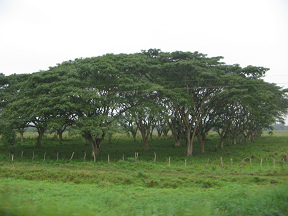 Naranjal-Machala, grupo de �rboles como
                          un techo