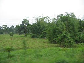 Naranjal-Machala, plantaci�n y �rboles
                          (01)
