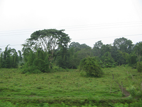 Naranjal-Machala, plantaci�n y �rboles
                          (02)