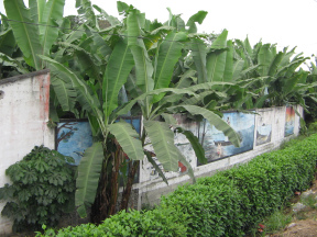 Pasaje del lugar antes de Machala, pinturas de
            muroOrtsdurchfahrt vor Machala, detr�s de las pinturas
            murales hay una plantaci�n de bananos (bananas, pl�tanos)