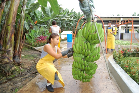 Alumnos de pr�cticas trabajando en una
                            plantaci�n de bananos en la provincia
                            "El Oro" en Ecuador