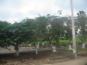 Grupo de �rboles antes de Machala