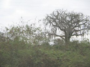Panamericana entre Machala y Huaquillas,
                          figura de �rbol 01