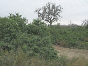 Panamericana entre Machala y Huaquillas,
                          figura de �rbol 02
