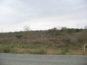 Panamericana entre Machala y Huaquillas,
                          estepa tropical