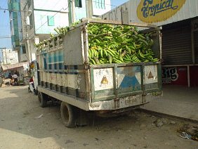 Machala, plataneros en un
                                      cami�n [4]