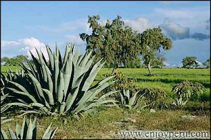 Huanta: En su valle destacan su rica flora
                        y fauna, aqu� campi�a y arboles.